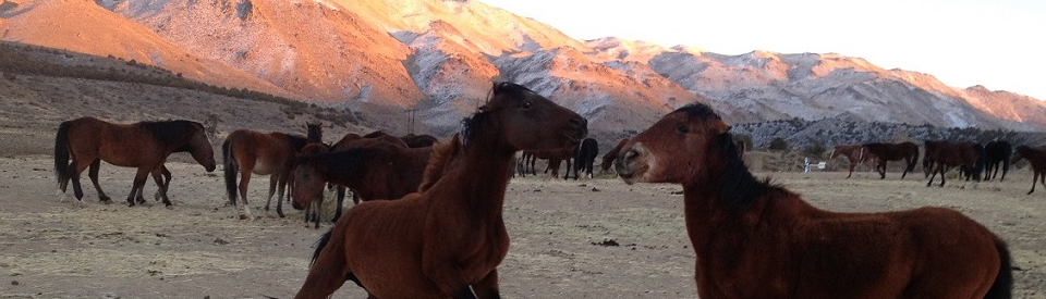 Help Save the American Wild Horses