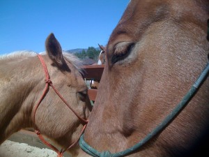 Friends of Horses