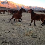 save our wild horses