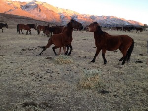 save our wild horses