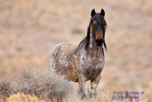 mustang 1