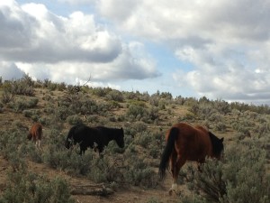 horses 003
