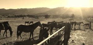 haay - final breath - mustangs at fence where hay pro