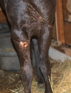 horse - chillypepper leg injury